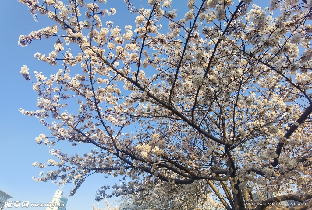 樱花