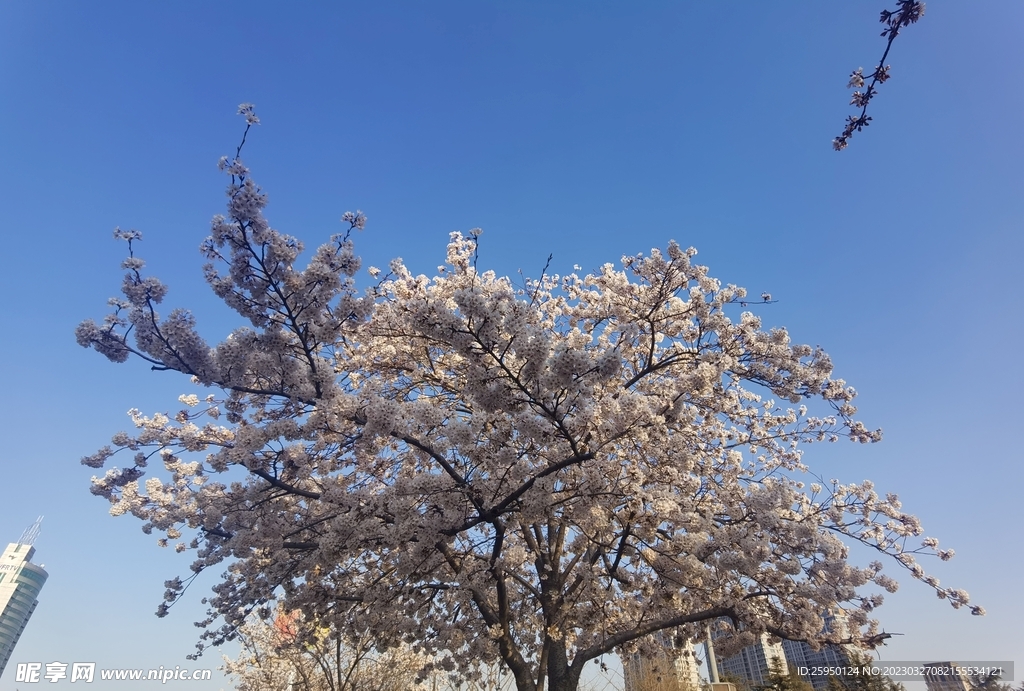 樱花