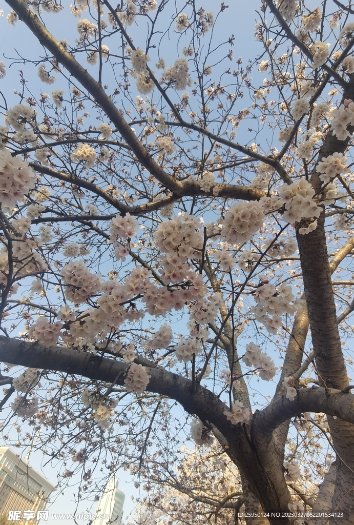 樱花