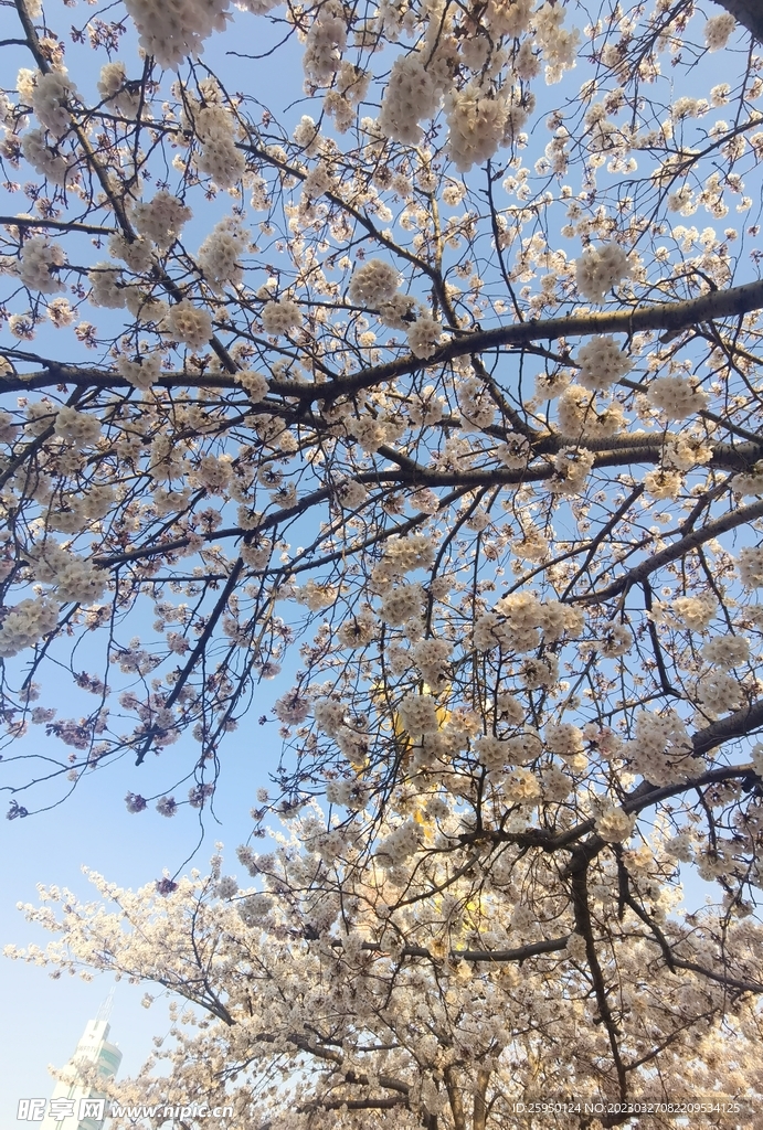 樱花