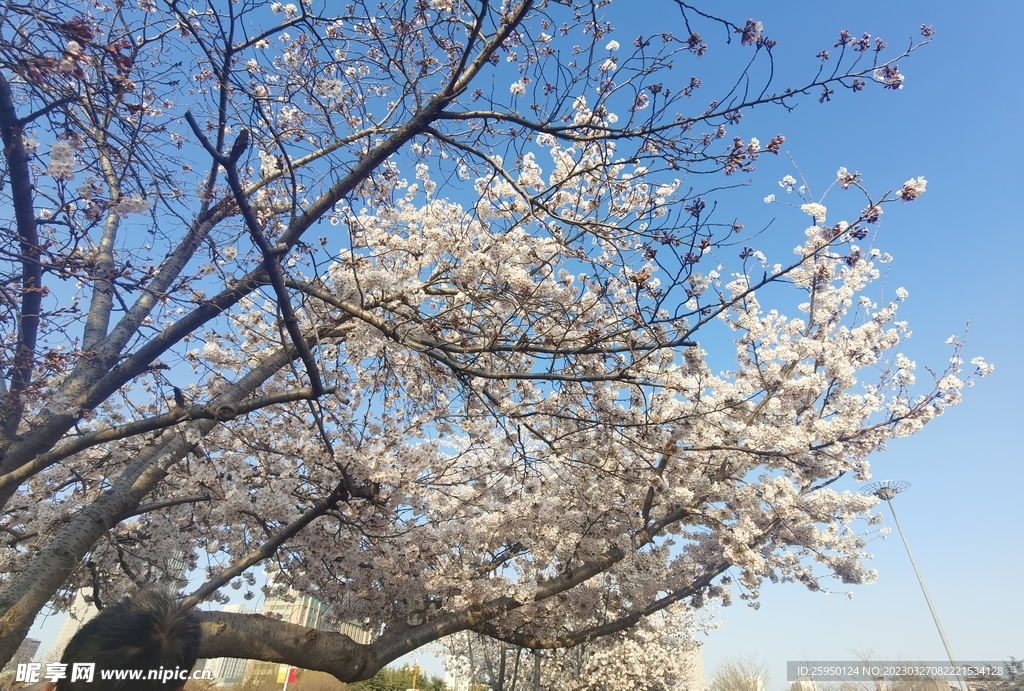 樱花树