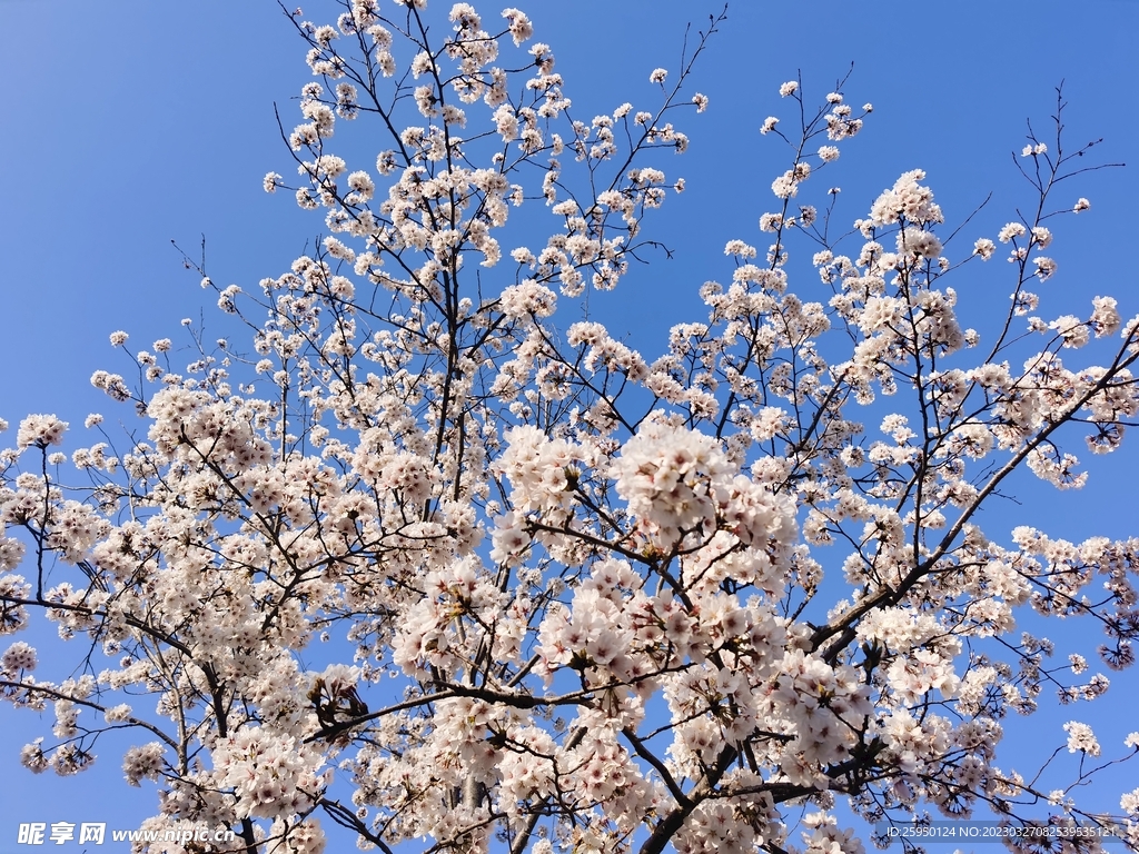 樱花树