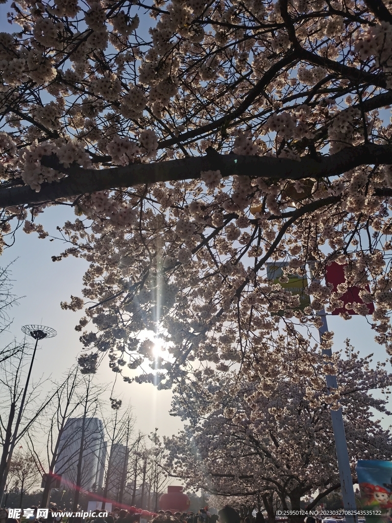 樱花树