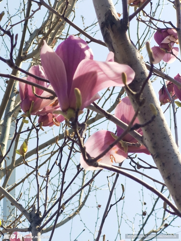 玉兰花
