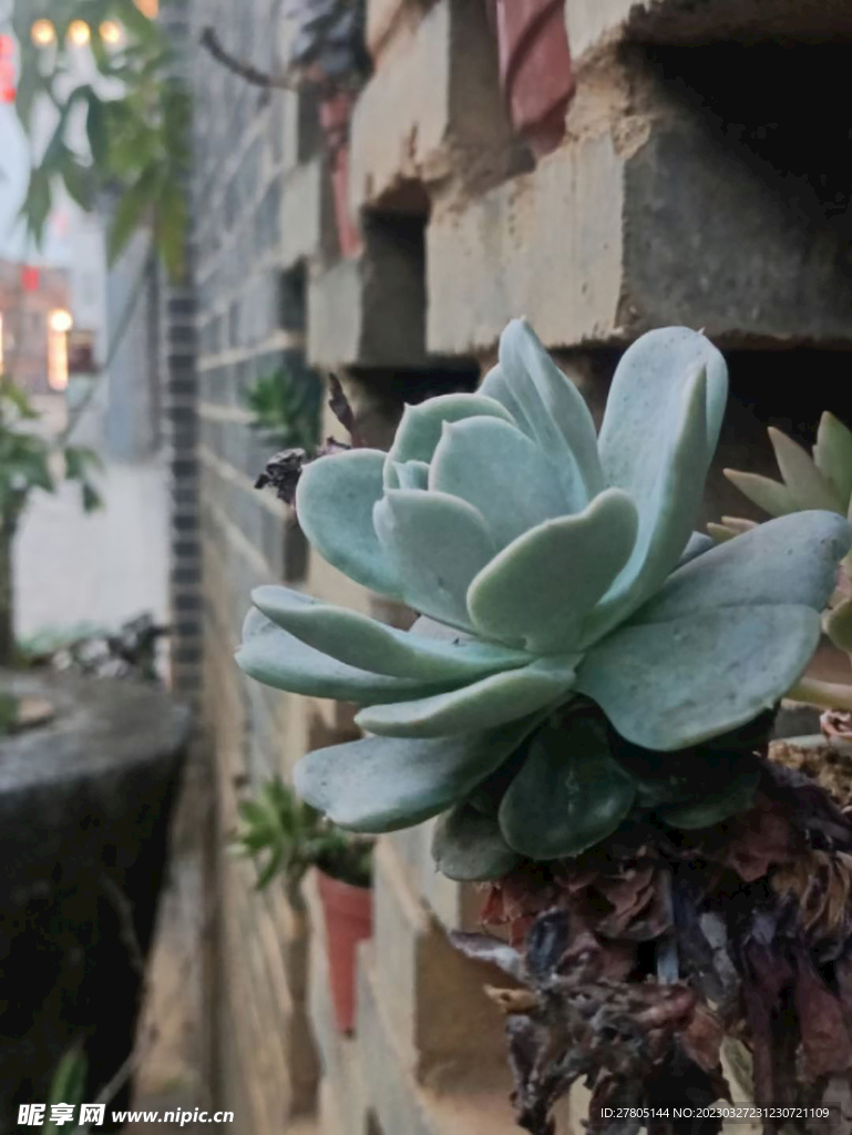 小多肉植物