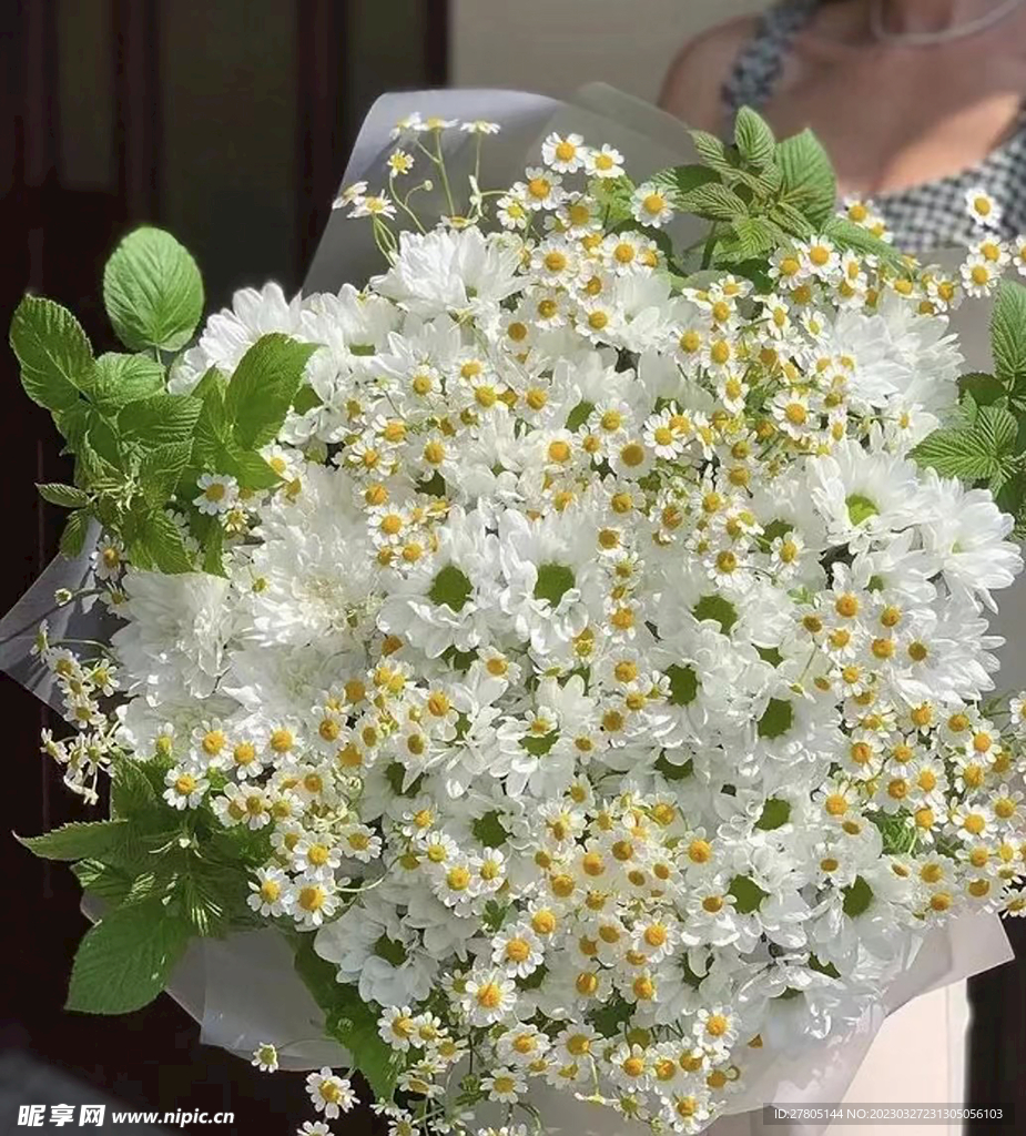 白色小菊花
