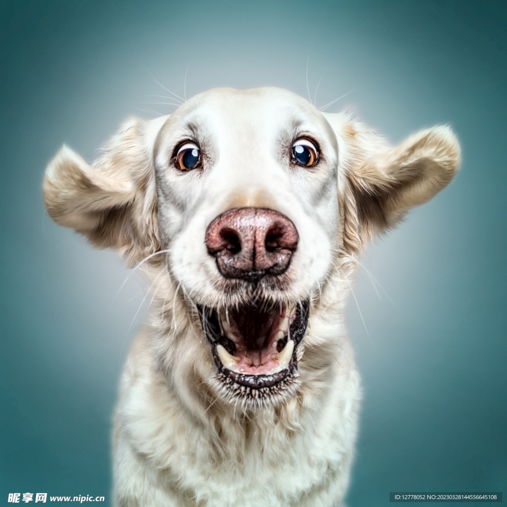 狗狗