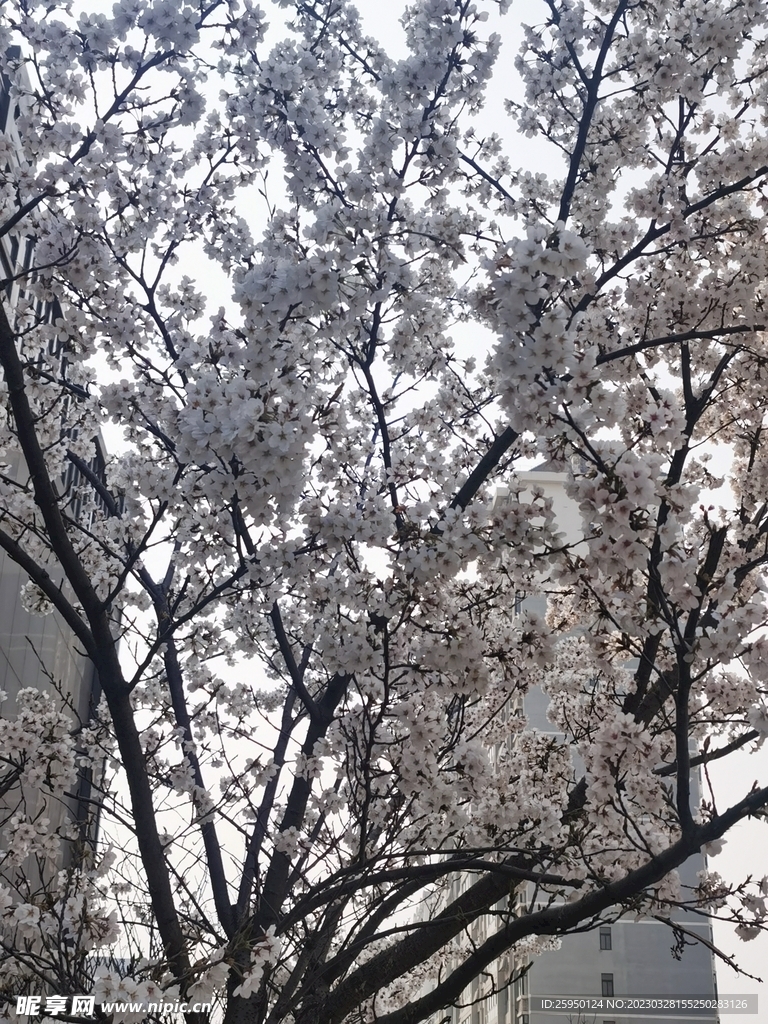 樱花