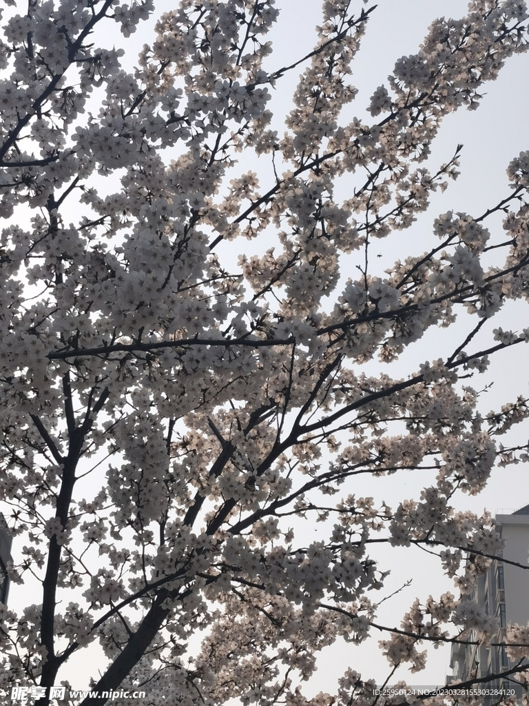 樱花