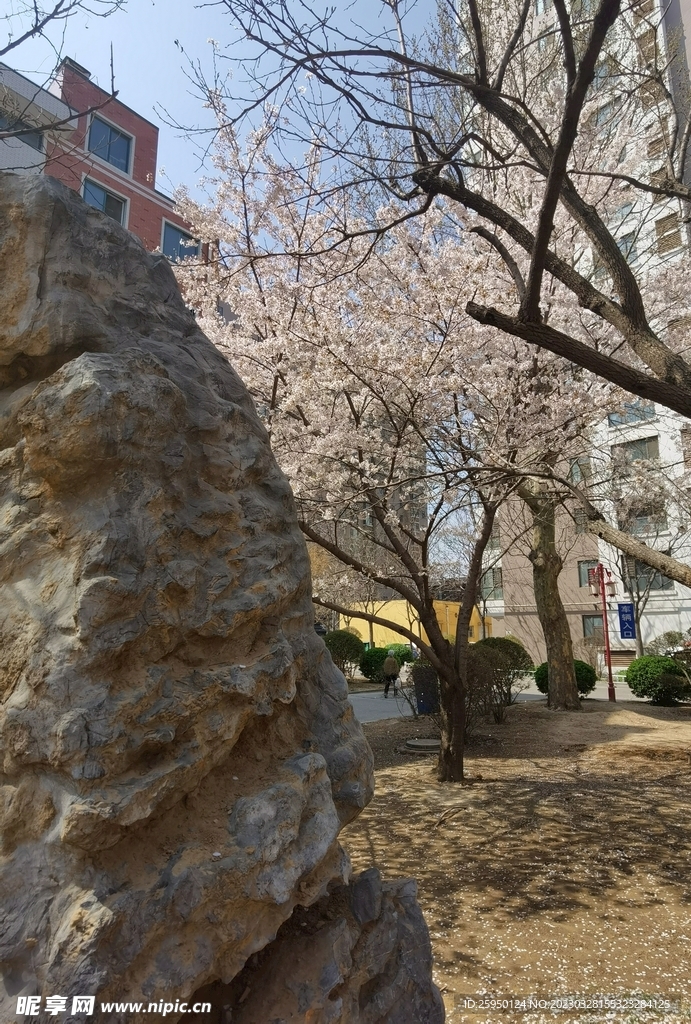 樱花树