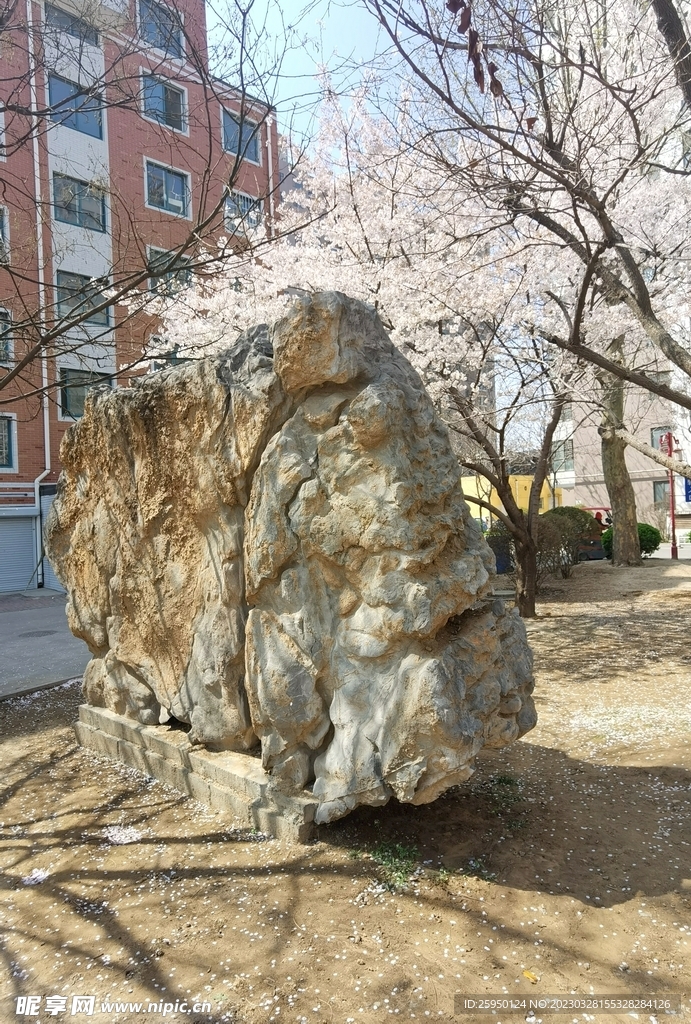 樱花园 