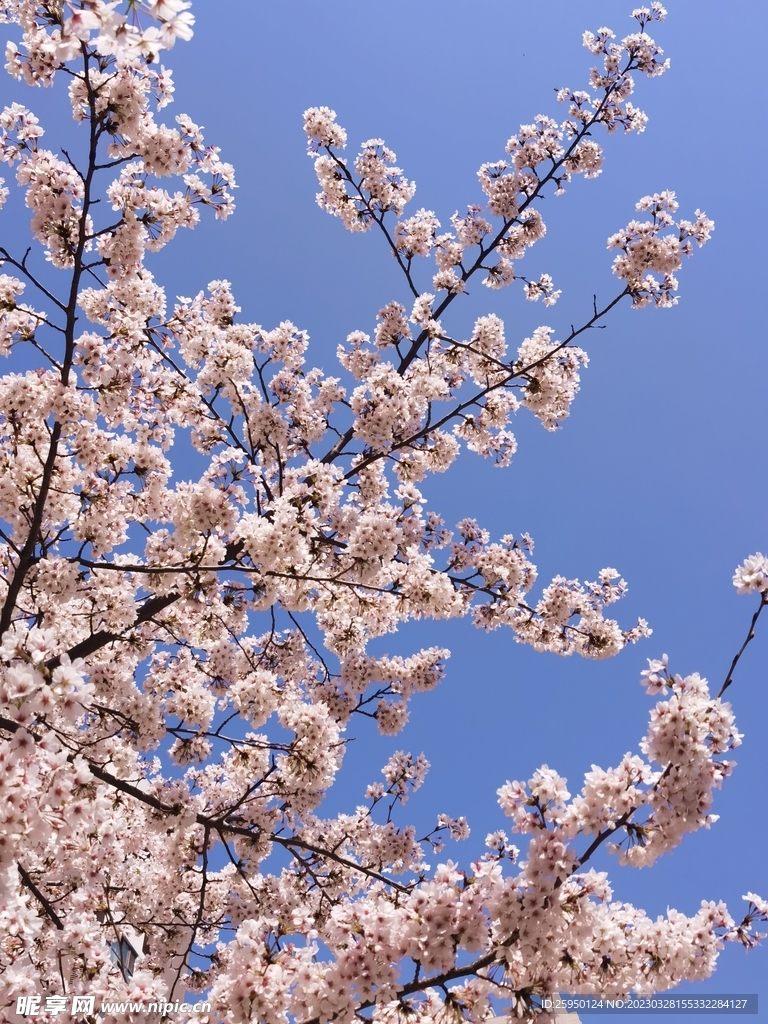 樱花