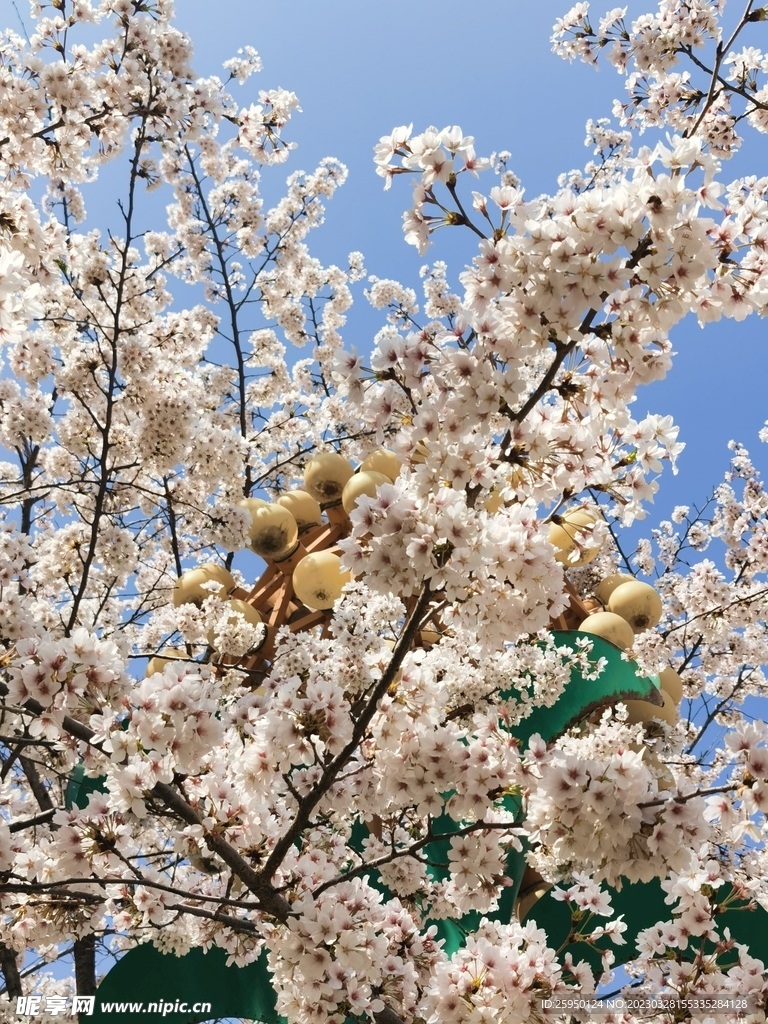 樱花