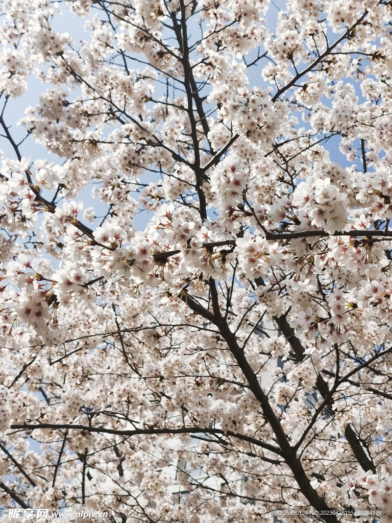 樱花树