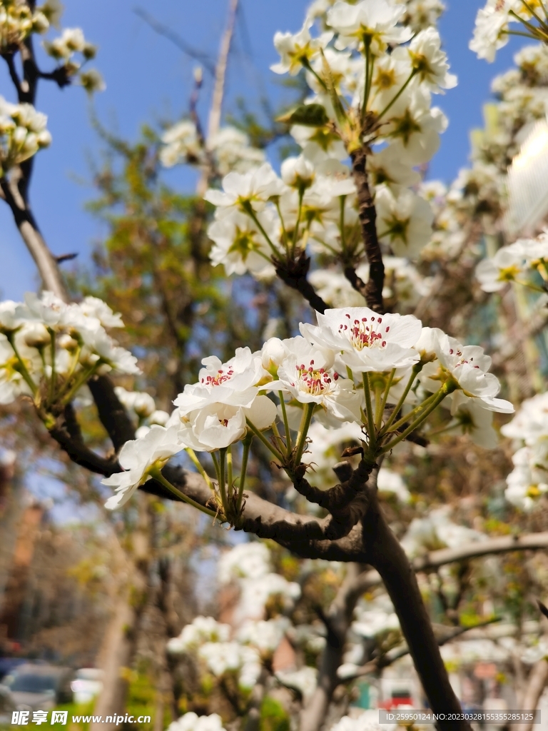 梨花