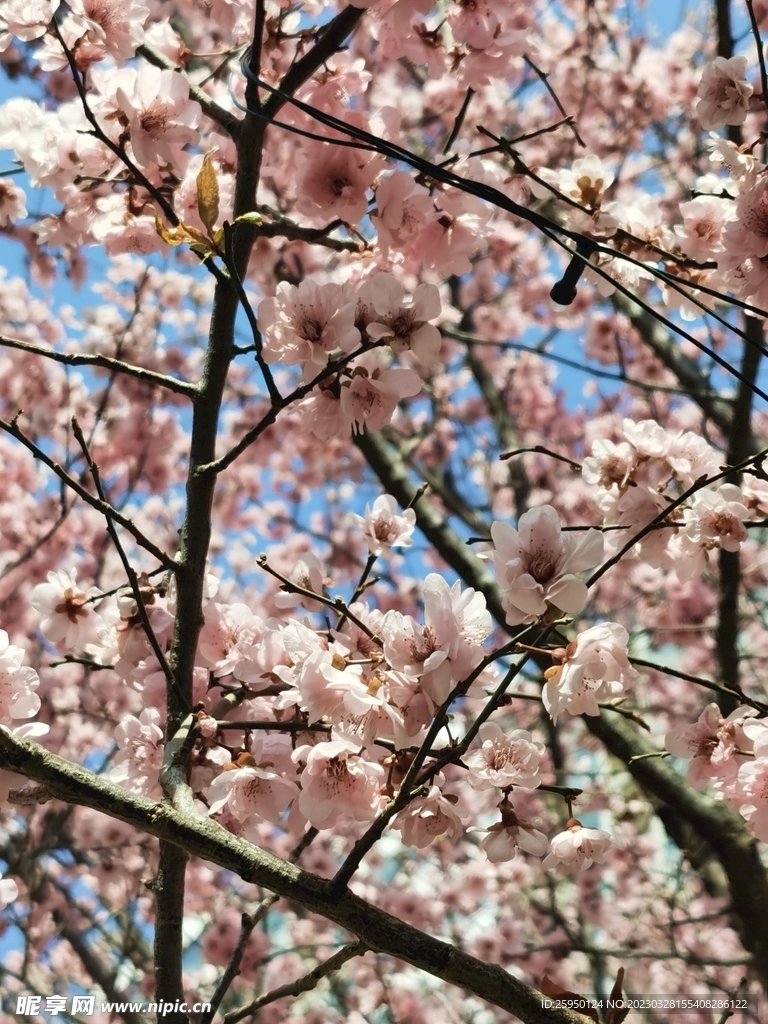 樱花