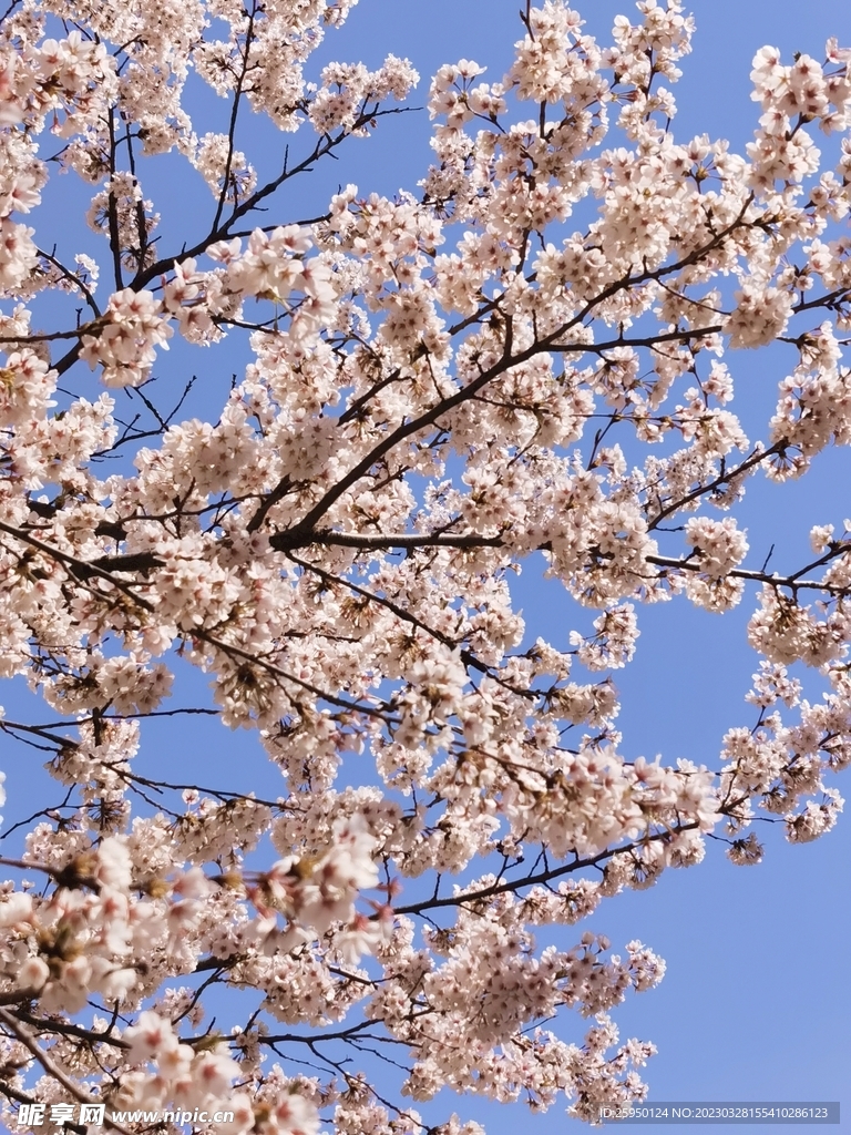 樱花树