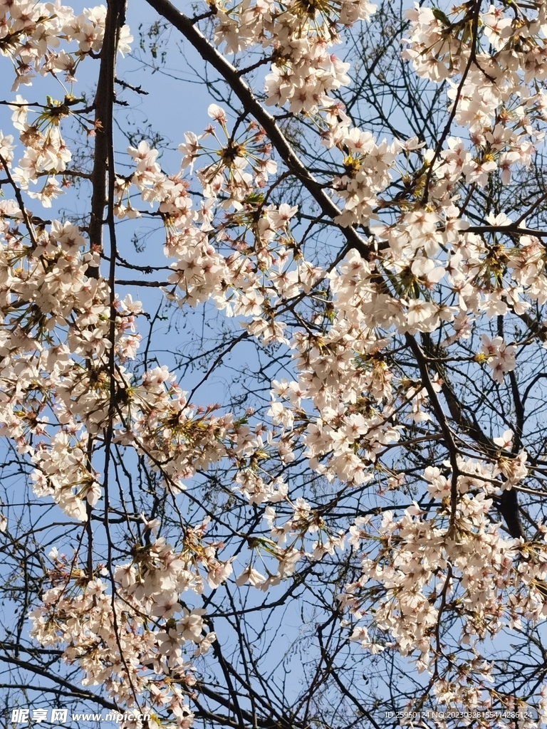 樱花树