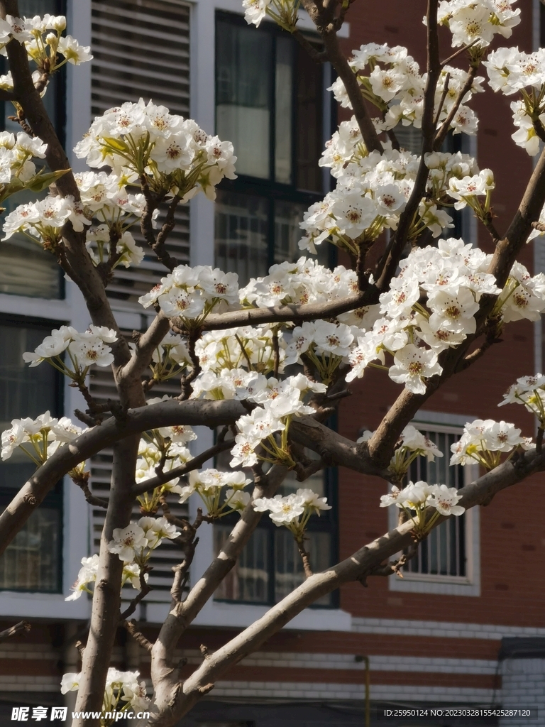 梨花