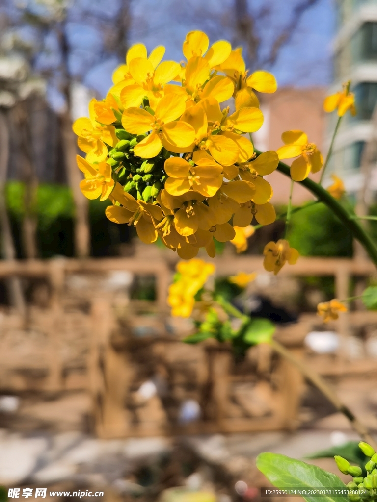 油菜花