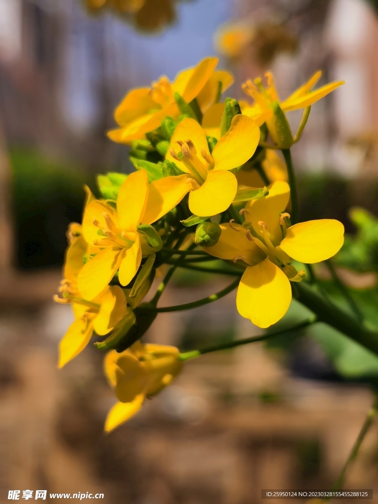 油菜花