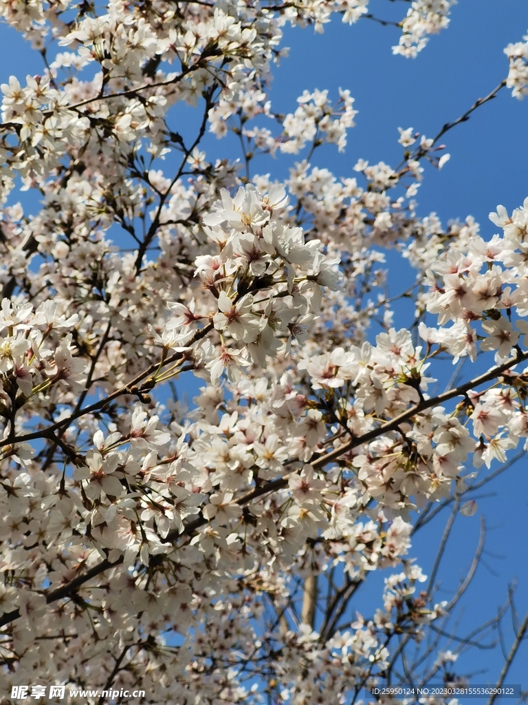 樱花
