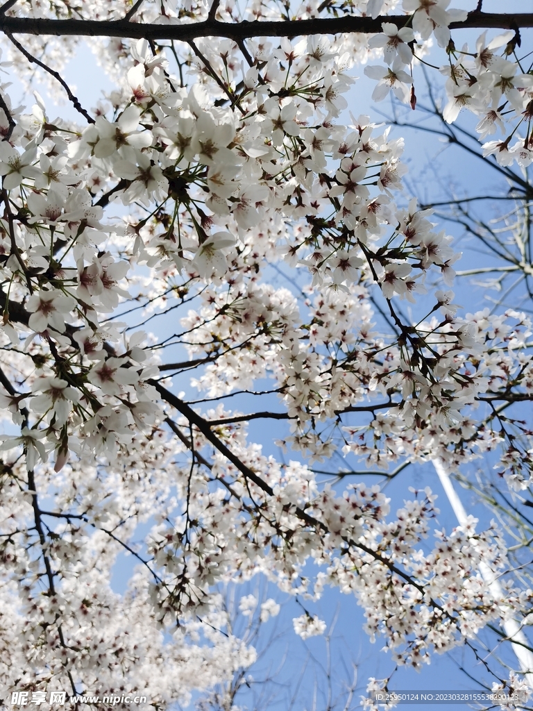 樱花