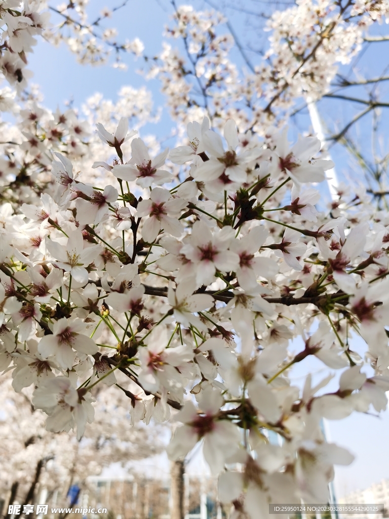 樱花