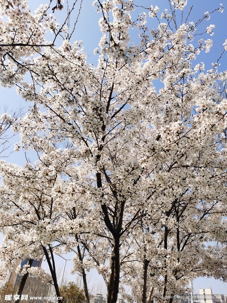 樱花