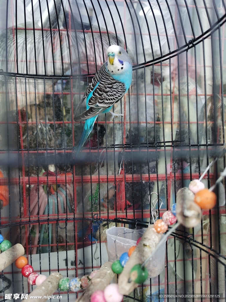 鹦鹉