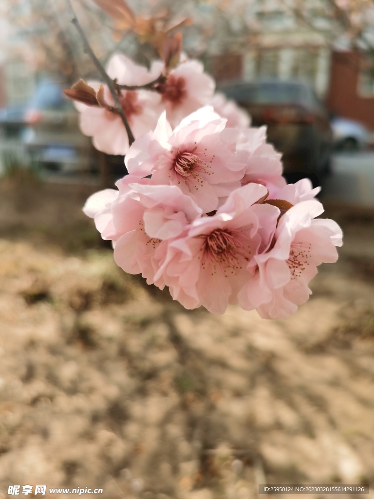 樱花树