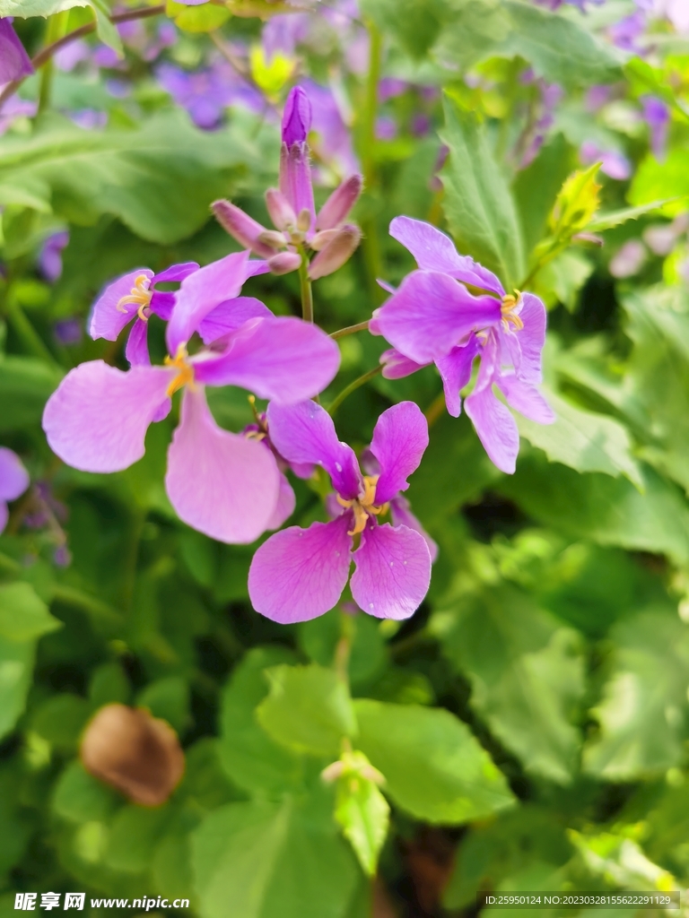 诸葛菜