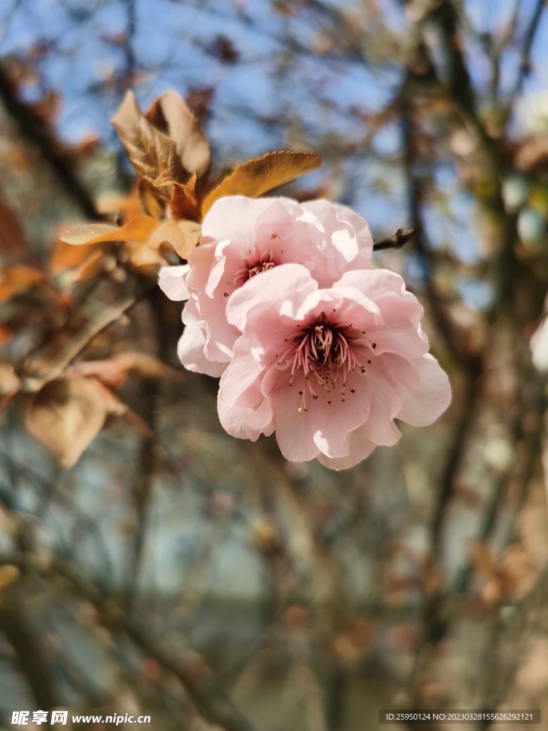 樱花