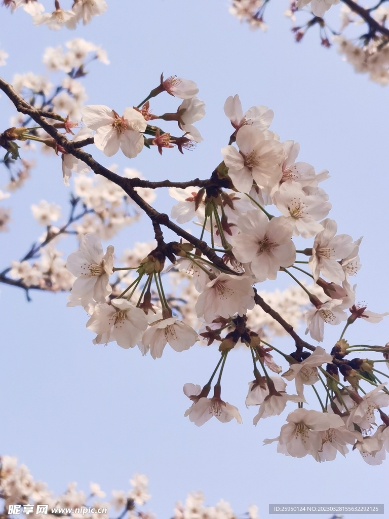 樱花
