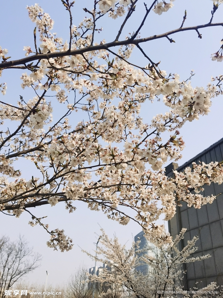 樱花
