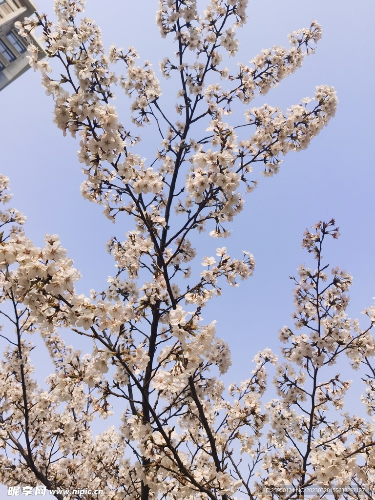樱花