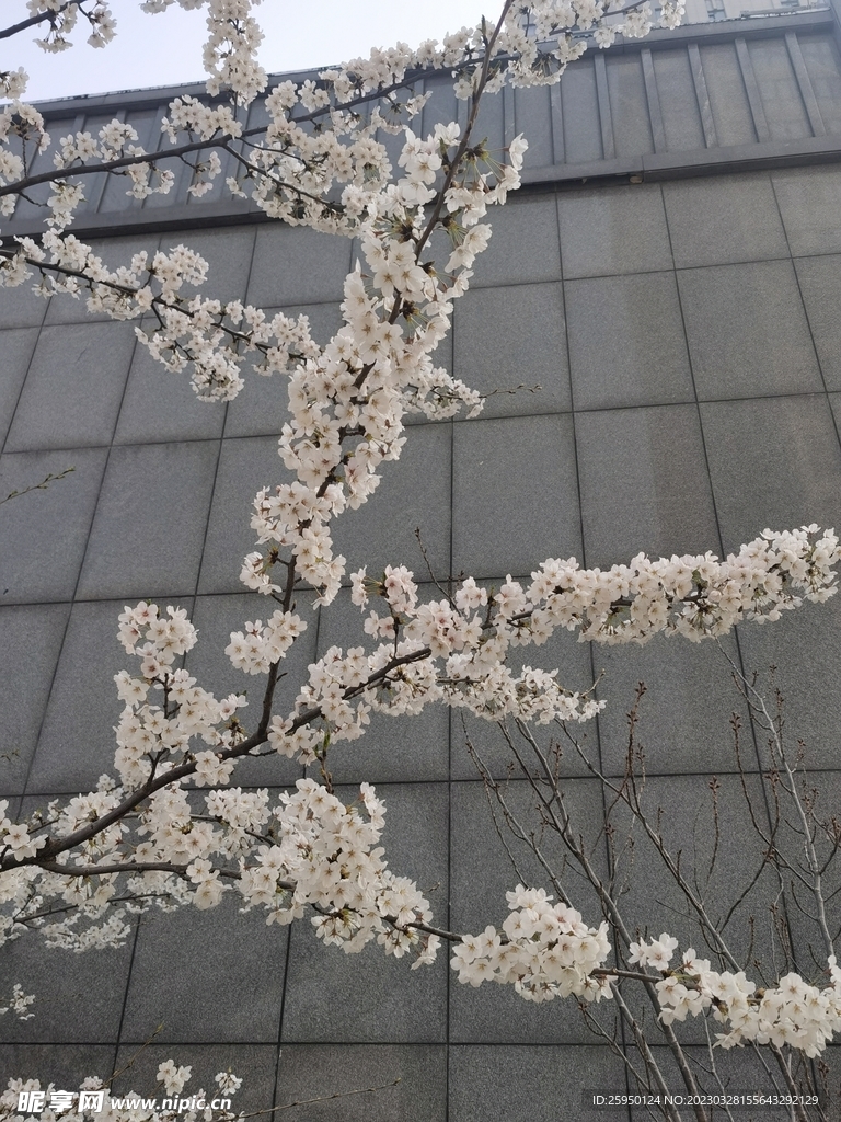 樱花