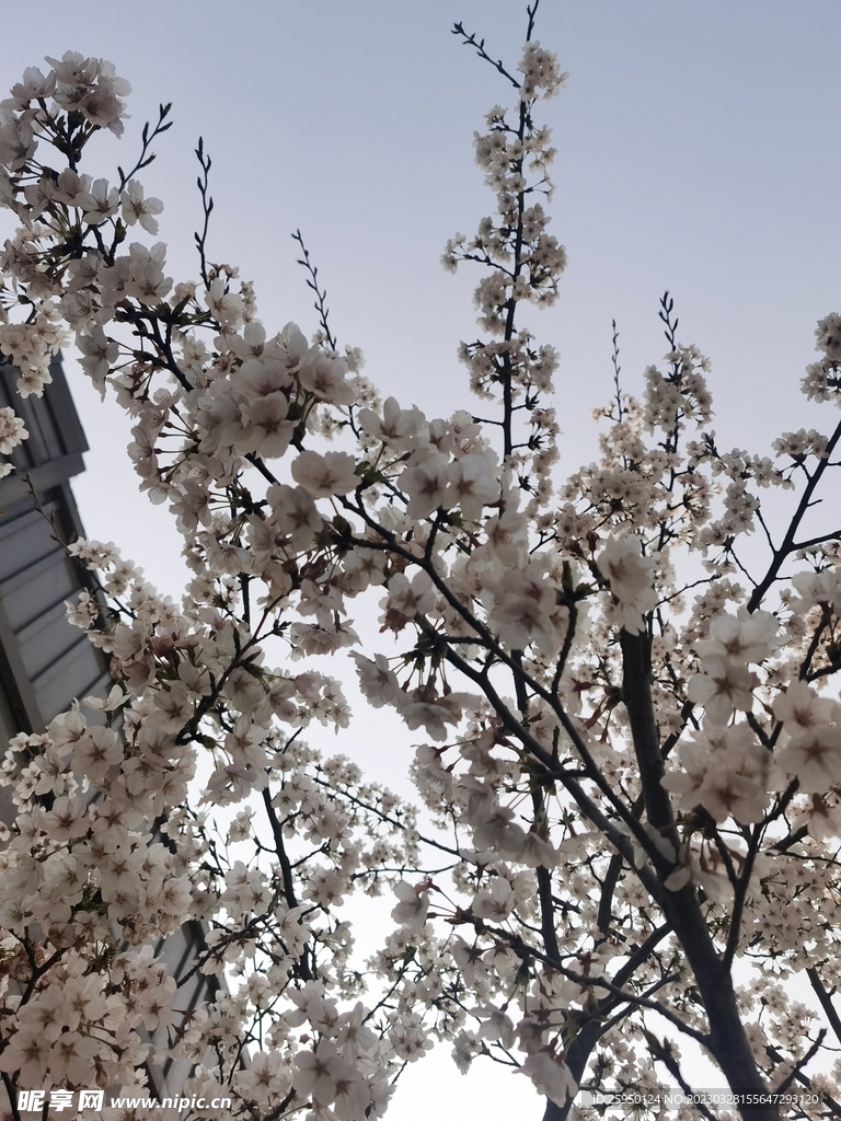 樱花