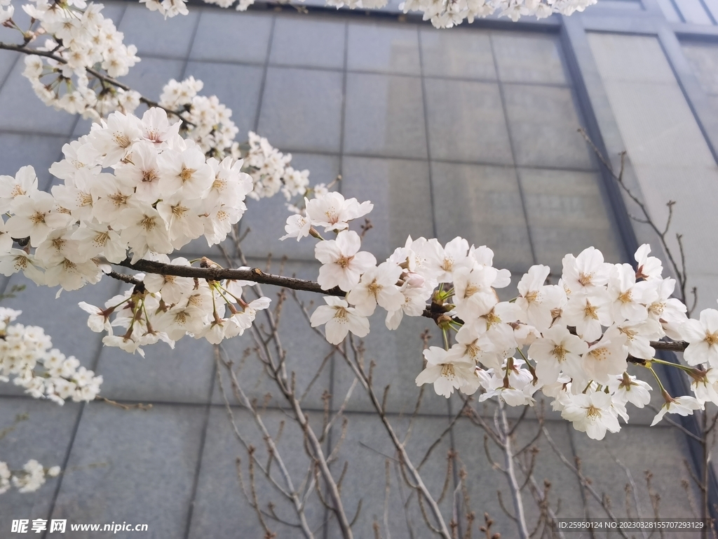 樱花树
