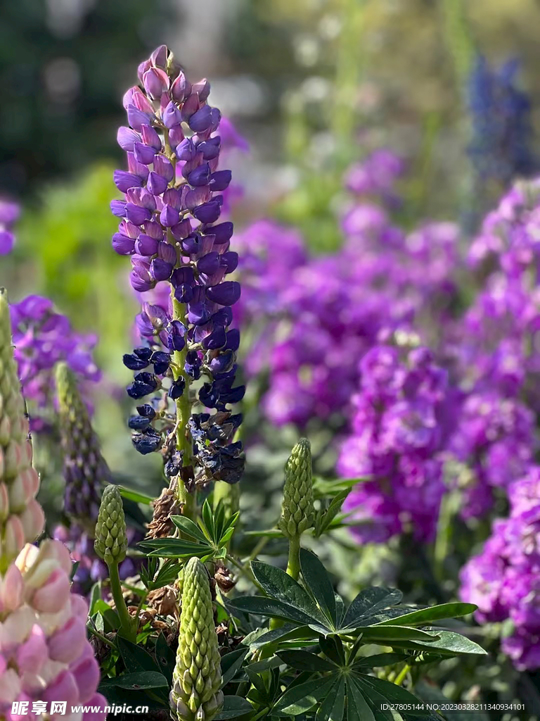 紫花