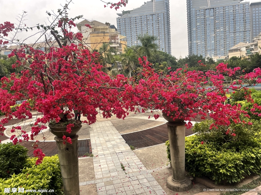 梅红三角梅