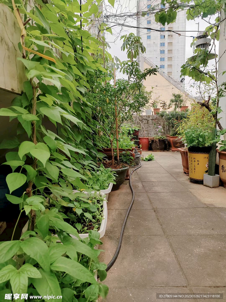 屋顶菜园