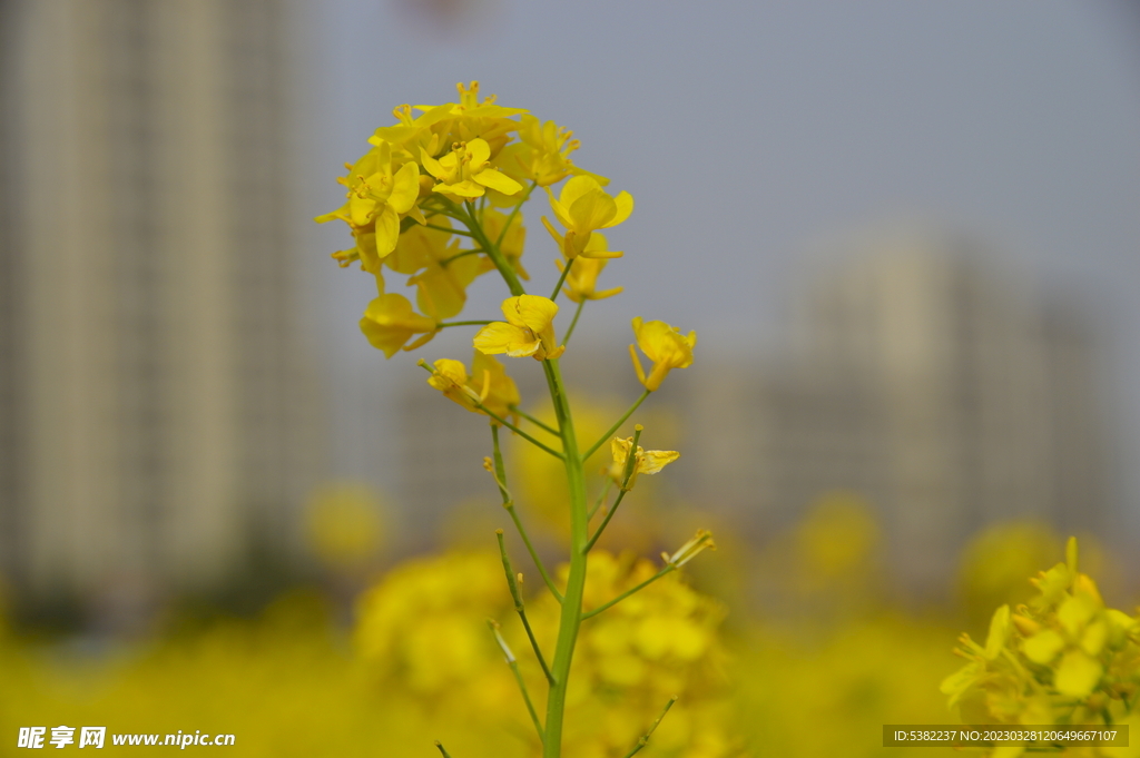 春天一片朵金黄油菜花