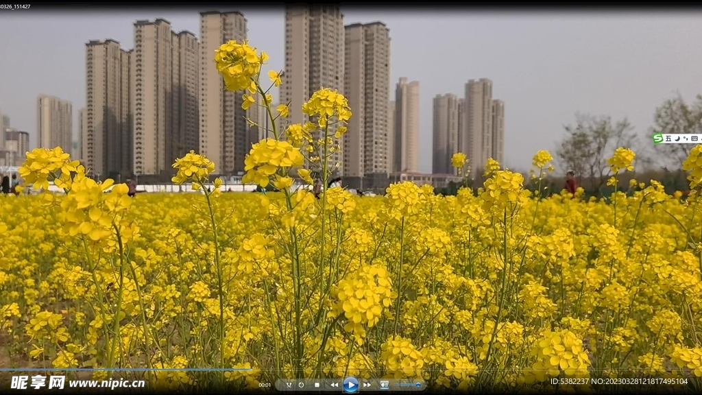 春天一片金黄油菜花视频
