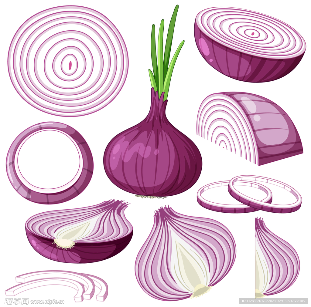 洋葱插画