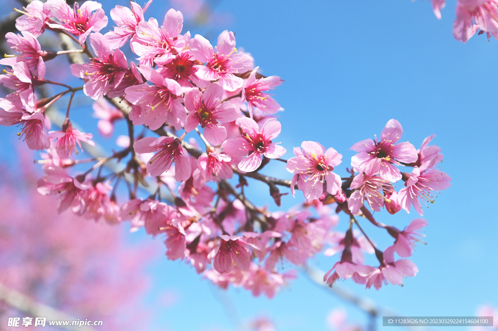 桃花摄影