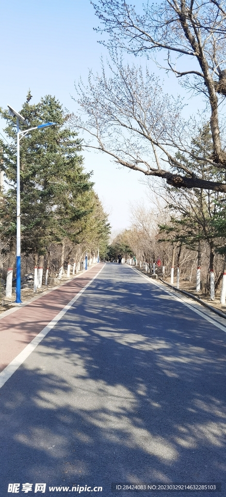 林荫小道  春天  山路