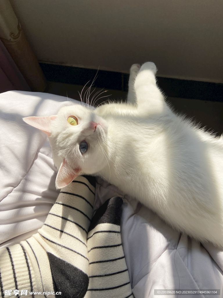 猫