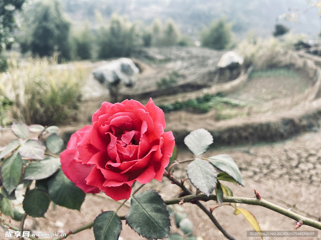 玫瑰花