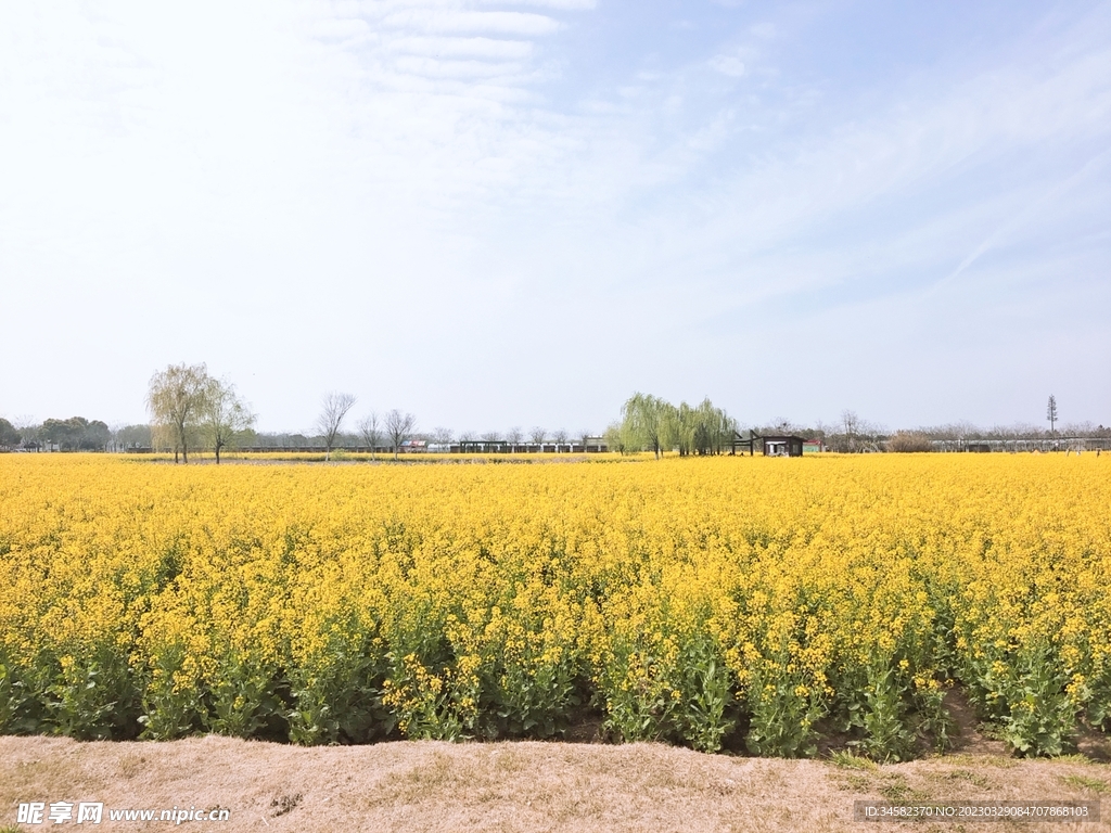 油菜花海